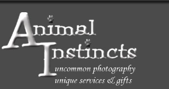 Animal Instincts Pet Photography Located in Newburg PA
